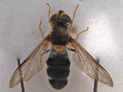 Leucozna glaucia.JPG