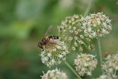 DSC_0032.JPG